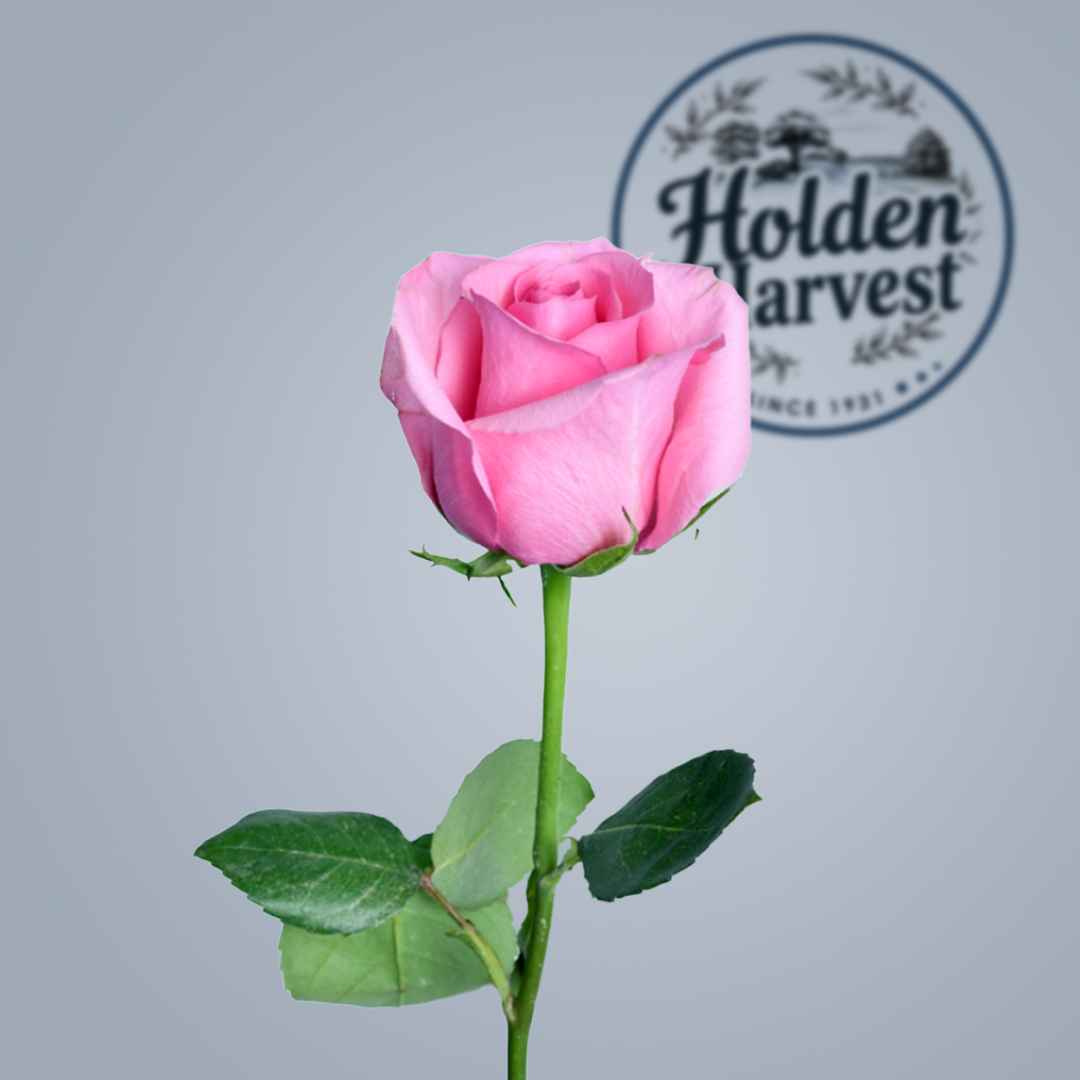 rose - pink